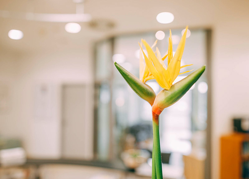 Blumen schaffen eine wohlige Atmosphäre in der Zahnarztpraxis Plugmann